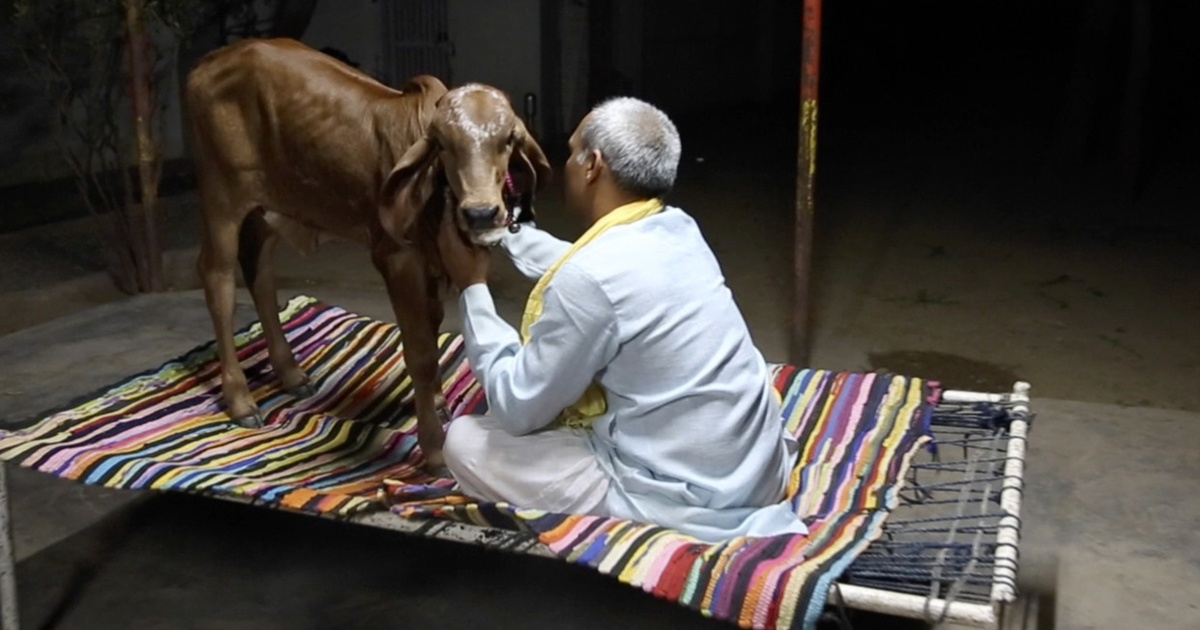 કરોડપતિ બિઝનેસમેન ગાયને ખાવામાં આપે છે ફ્રુટ, નવડાવી અને શણગારી ફેરવે છે  કારમાં - One Gujarat