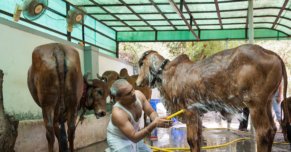 અમદાવાદના કરોડપતિ બિઝનેસમેન ગાયને ખાવામાં આપે છે ફ્રુટ, શણગારી ફેરવે છે  કારમાં - One Gujarat