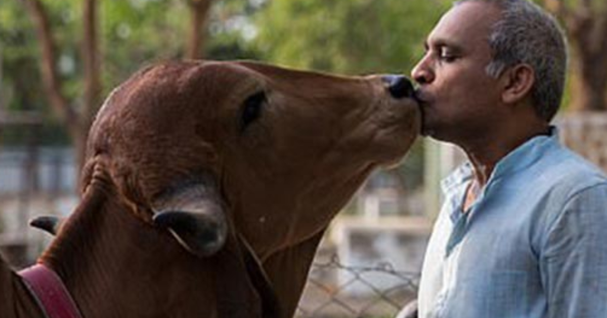 અમદાવાદના કરોડપતિ બિઝનેસમેન ગાયને ખાવામાં આપે છે ફ્રુટ, શણગારી ફેરવે છે  કારમાં - One Gujarat