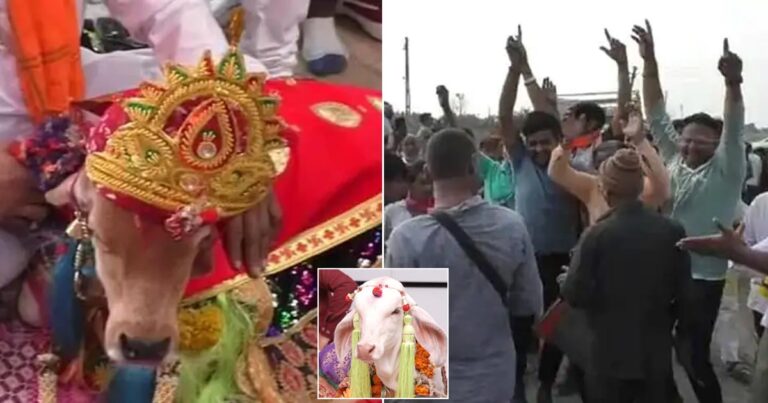 ગુજરાતમાં યોજાયા વાછરડા-વાછરડીના લગ્ન, નાચતા પહોંચ્યા જાનૈયાઓ, જુઓ તસવીરો